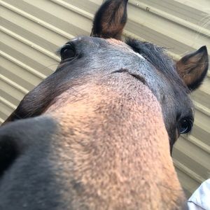 Meet your Posher, Bailey